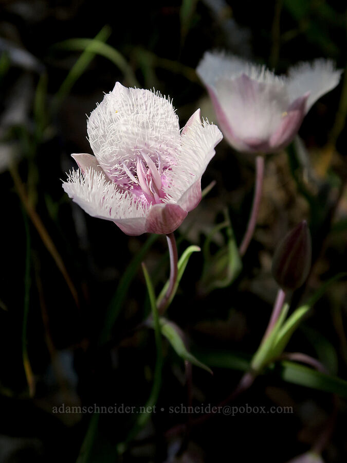 Tolmie's mariposa lily (Calochortus tolmiei) [Rogue River Trail, Josephine County, Oregon]