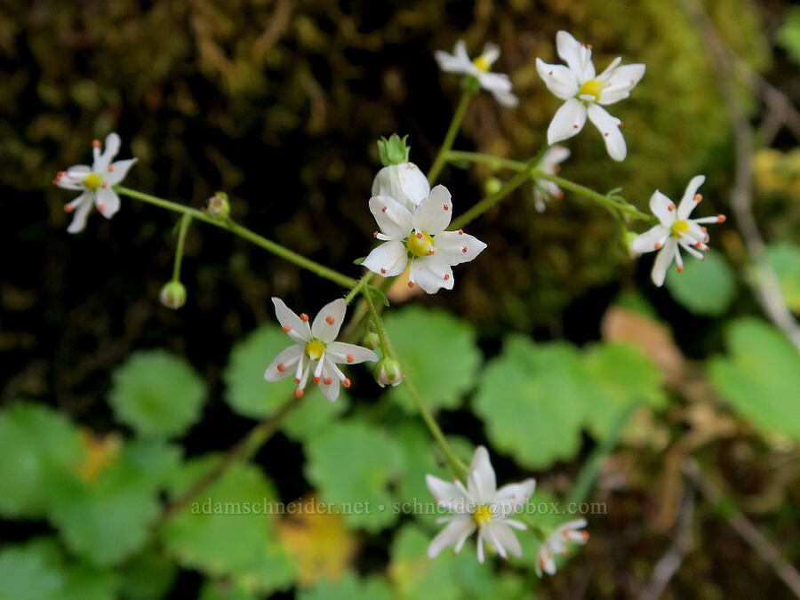 Mertens' saxifrage (Saxifraga mertensiana) [Rainie Falls Trail, Josephine County, Oregon]