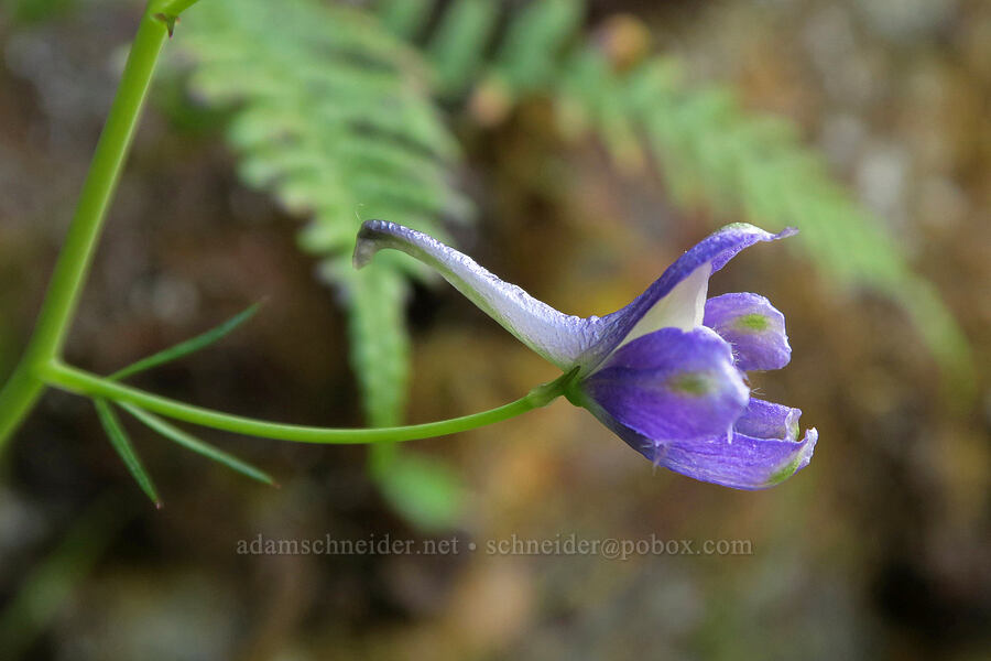 upland larkspur (Delphinium nuttallianum) [Rainie Falls Trail, Josephine County, Oregon]