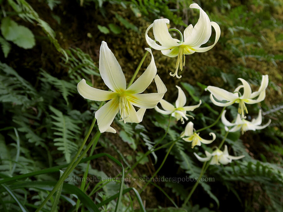 Oregon fawn lilies (Erythronium oregonum) [Rainie Falls Trail, Josephine County, Oregon]