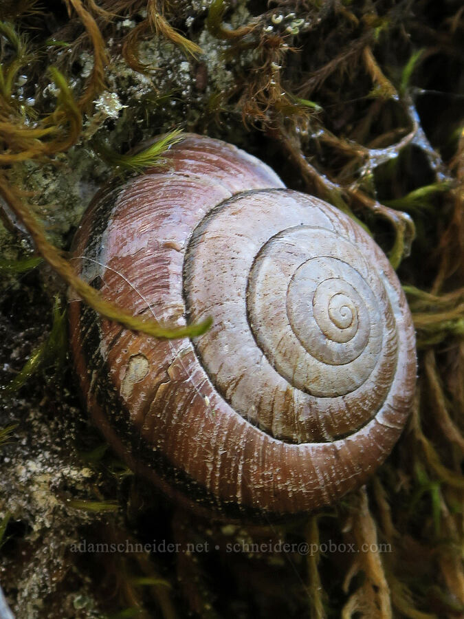 snail [Rainie Falls Trail, Josephine County, Oregon]