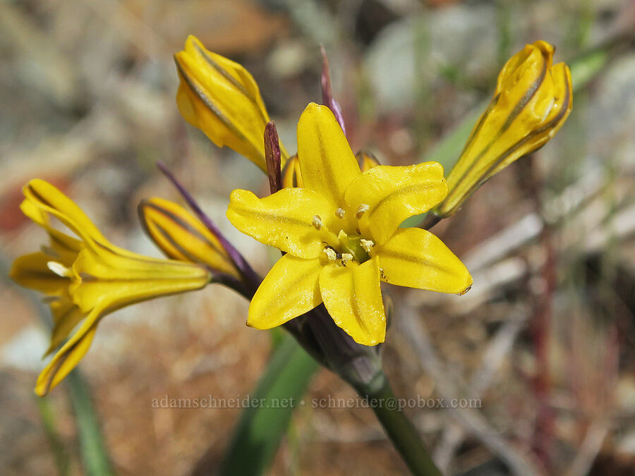 yellow triplet-lily (Triteleia crocea (Brodiaea crocea)) [Red Gulch, Siskiyou County, California]