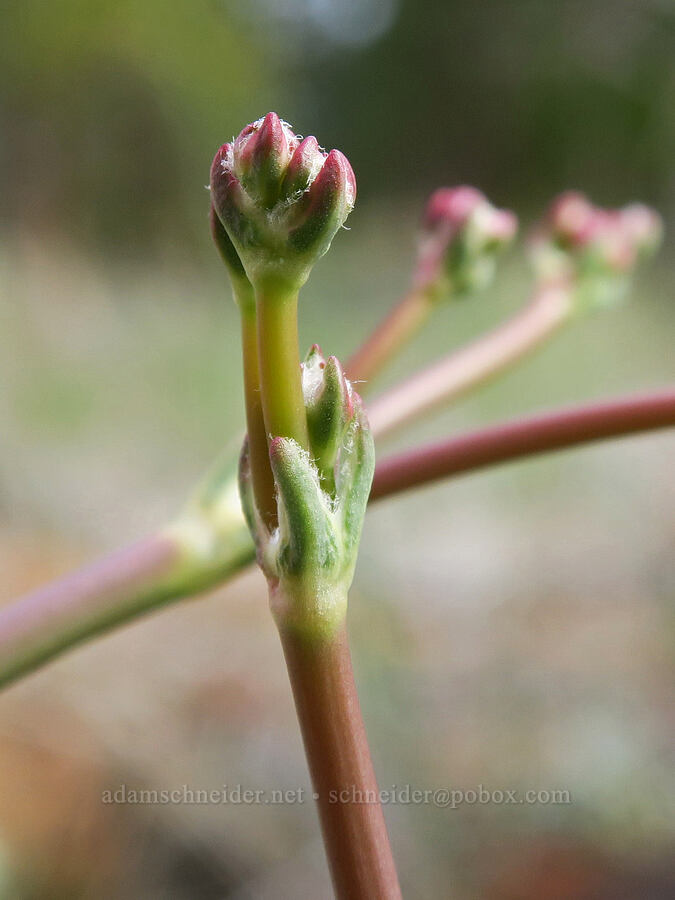 naked buckwheat (Eriogonum nudum var. pubiflorum) [Red Gulch, Siskiyou County, California]