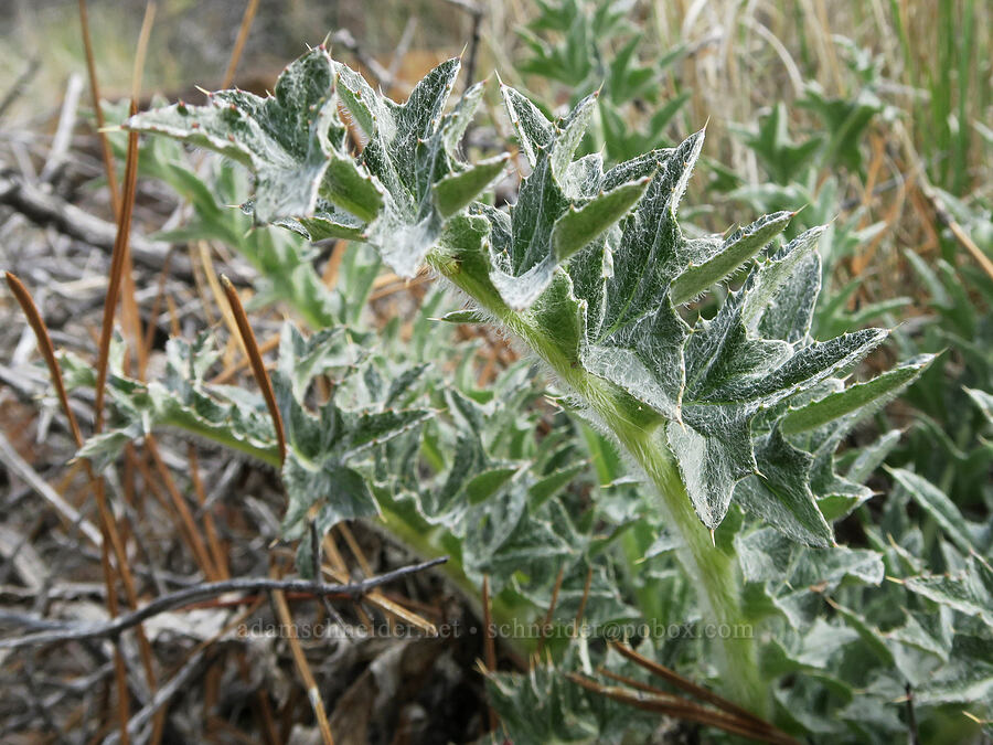 Shasta Valley thistle (?) (Cirsium scariosum var. robustum) [Red Gulch, Siskiyou County, California]
