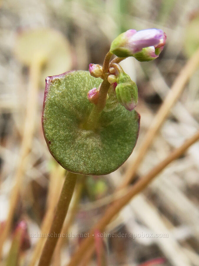 narrow-leaf miner's lettuce (Claytonia parviflora (Montia parviflora)) [Red Gulch, Siskiyou County, California]