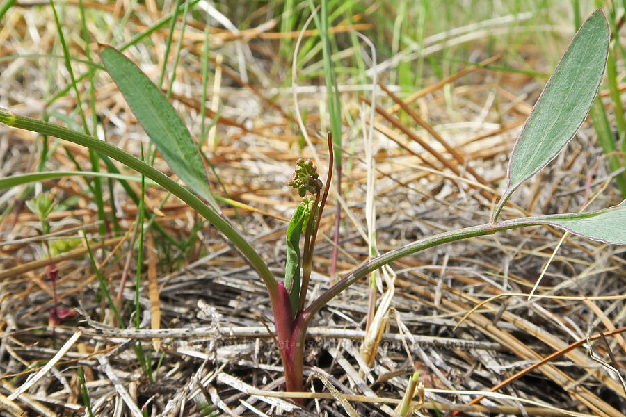 bare-stem desert parsley (Lomatium nudicaule) [Red Gulch, Siskiyou County, California]