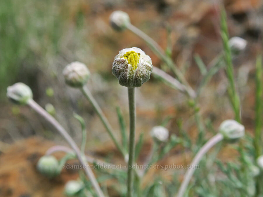Oregon sunshine, budding (Eriophyllum lanatum) [Red Gulch, Siskiyou County, California]