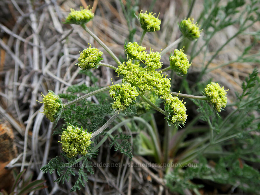 big-seed biscuitroot (Lomatium macrocarpum) [Red Gulch, Siskiyou County, California]