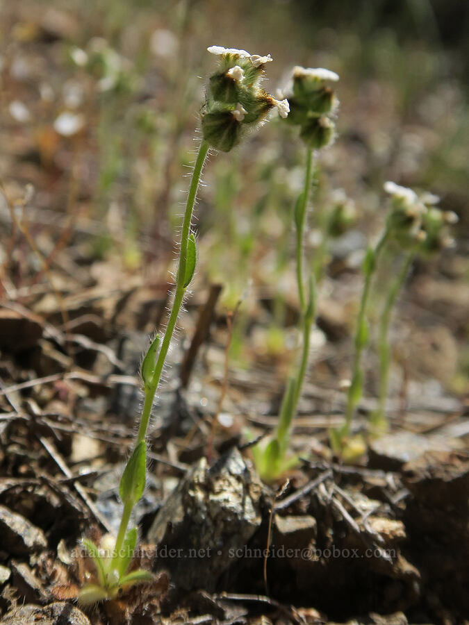 slender popcorn flower (Plagiobothrys tenellus) [Klamath National Forest, Siskiyou County, California]