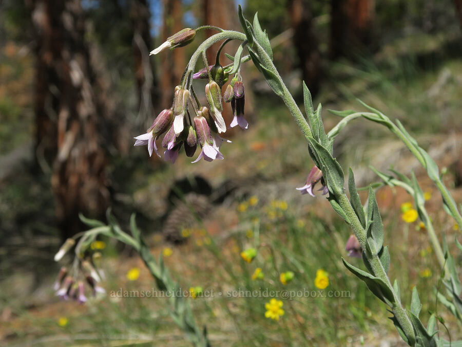 Klamath rock-cress (Boechera subpinnatifida (Arabis subpinnatifida)) [Klamath National Forest, Siskiyou County, California]