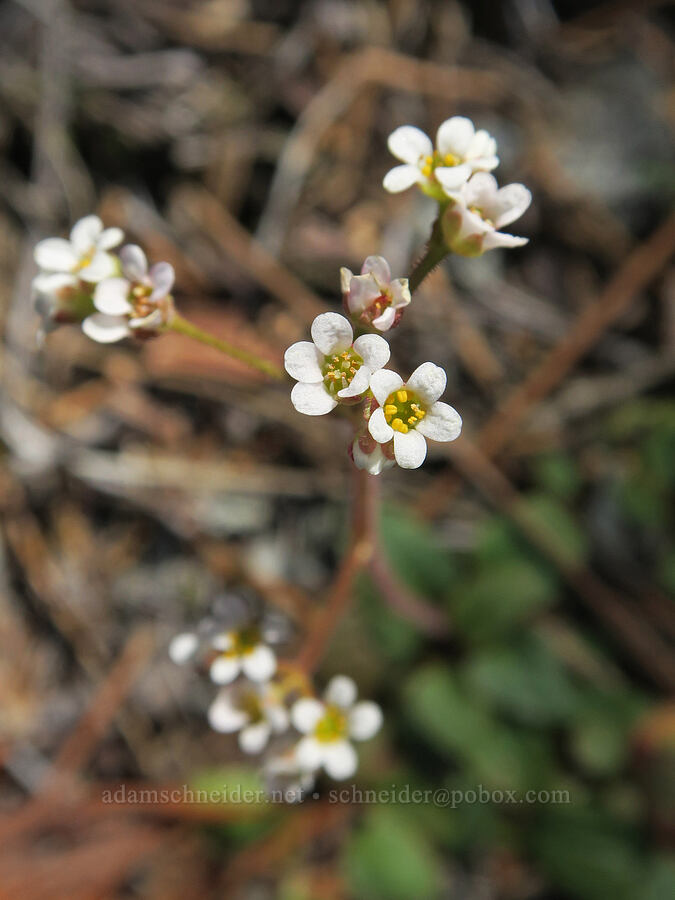 brittle-leaf saxifrage (Micranthes fragosa (Saxifraga integrifolia var. claytoniifolia)) [Klamath National Forest, Siskiyou County, California]