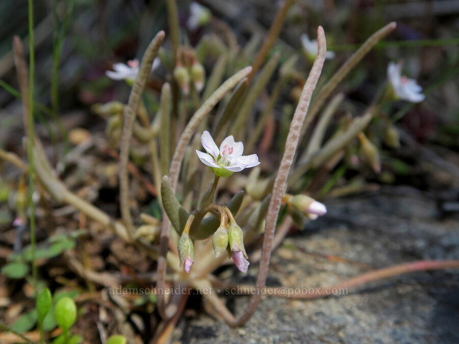 pale/serpentine spring-beauty (Claytonia exigua ssp. exigua (Montia exigua ssp. exigua)) [Klamath National Forest, Siskiyou County, California]