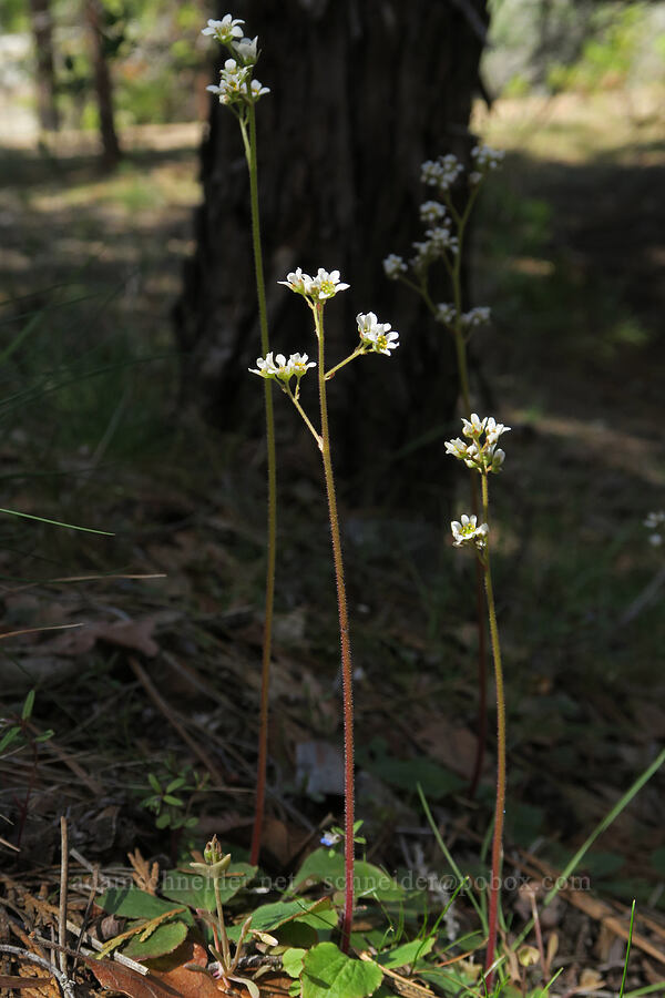 California saxifrage (?) (Micranthes californica (Saxifraga californica)) [Klamath National Forest, Siskiyou County, California]