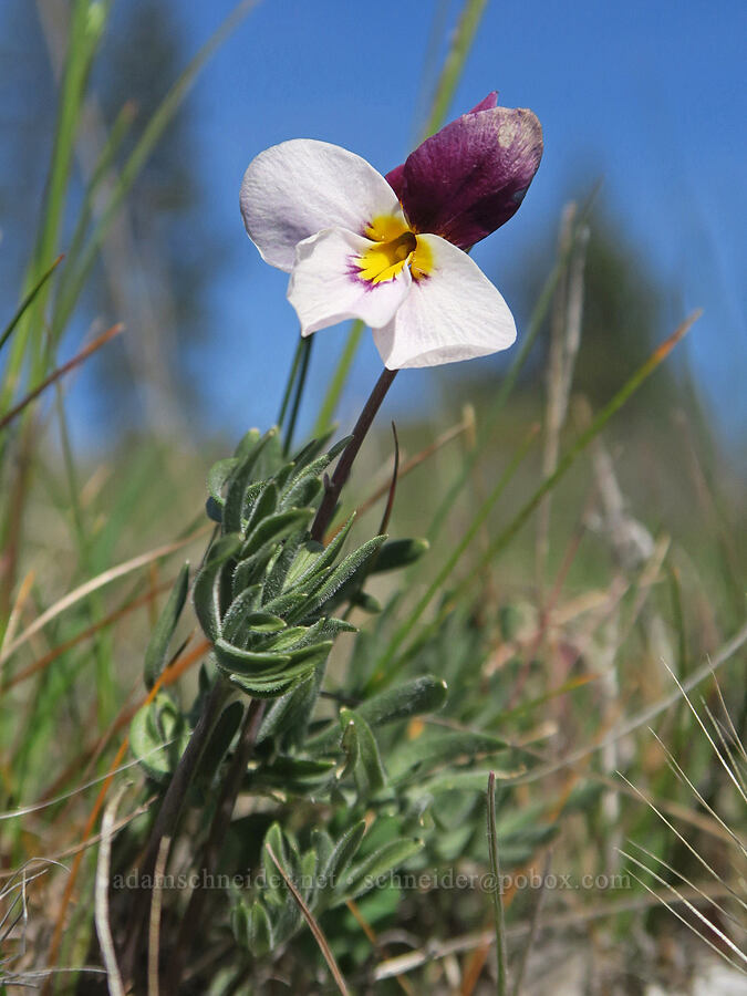 Great Basin violet (Viola beckwithii) [Edgewood Road, Siskiyou County, California]