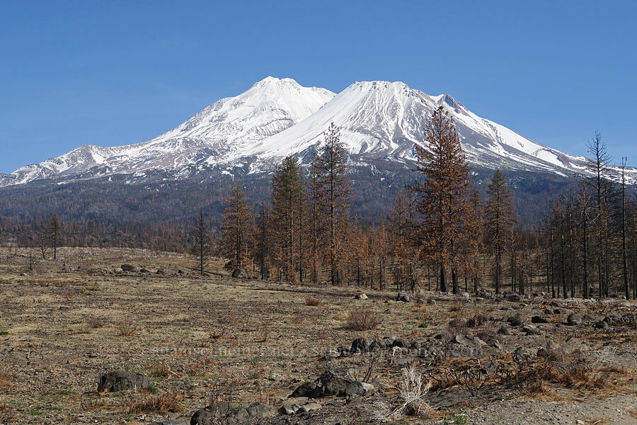 Mount Shasta & Lava Fire aftermath [Forest Road 42N15, Siskiyou County, California]