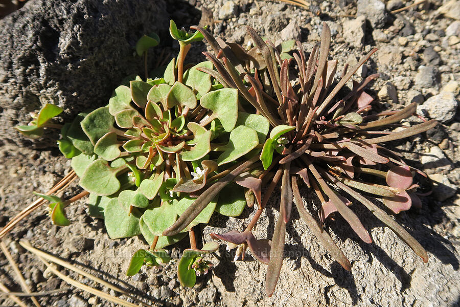 red-stem & narrow-leaf miner's lettuce (Claytonia rubra ssp. rubra (Montia rubra), Claytonia parviflora (Montia parviflora)) [Forest Road 42N15, Siskiyou County, California]