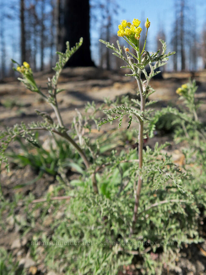 flixweed (herb Sophia) (Descurainia sophia) [Forest Road 42N15, Siskiyou County, California]