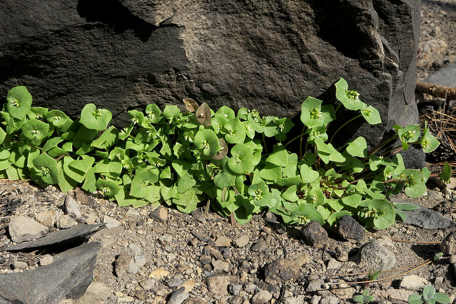 red-stem miner's lettuce (Claytonia rubra ssp. rubra (Montia rubra)) [Forest Road 42N15, Siskiyou County, California]