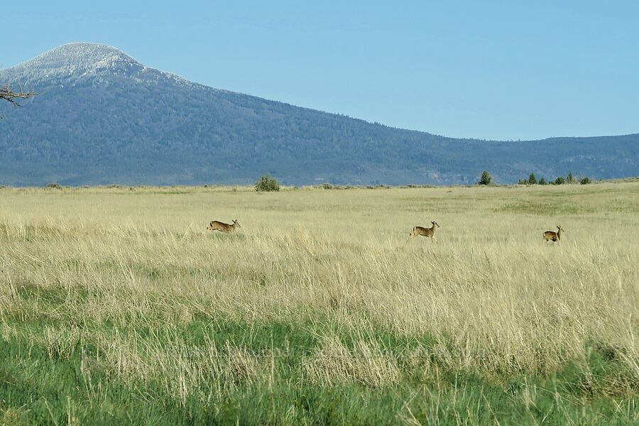 black-tailed deer & Goosenest Mountain (Odocoileus hemionus) [Shasta Valley Wildlife Area, Siskiyou County, California]
