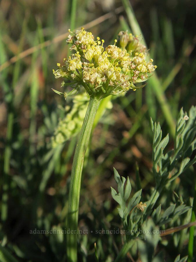 Peck's desert parsley (Lomatium peckianum) [Shasta Valley Wildlife Area, Siskiyou County, California]