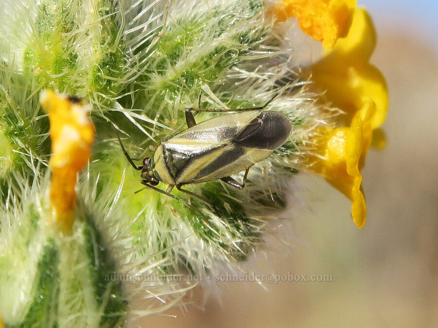 fiddleneck plant bug (and fiddleneck) (Plagiognathus moerens, Amsinckia menziesii) [Shasta Valley Wildlife Area, Siskiyou County, California]