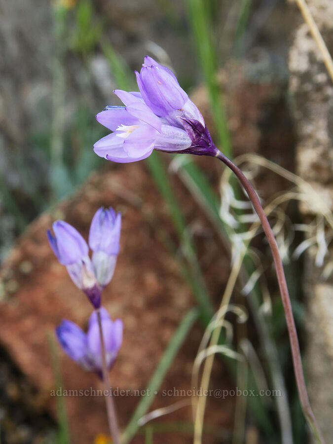 blue dicks (Dipterostemon capitatus (Dichelostemma capitatum)) [Shasta Valley Wildlife Area, Siskiyou County, California]