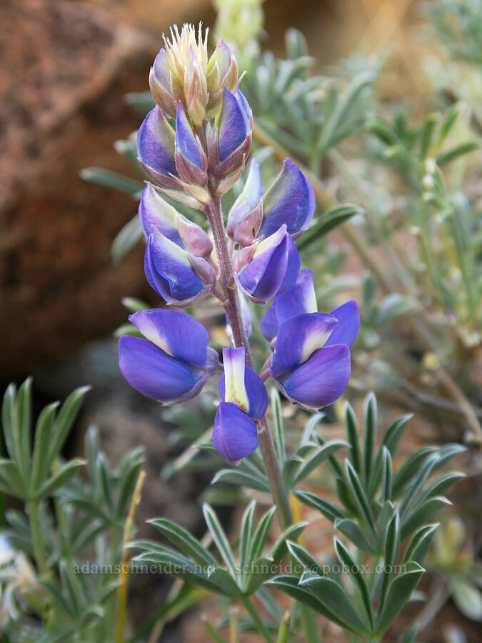 lupine (Lupinus sp.) [Shasta Valley Wildlife Area, Siskiyou County, California]