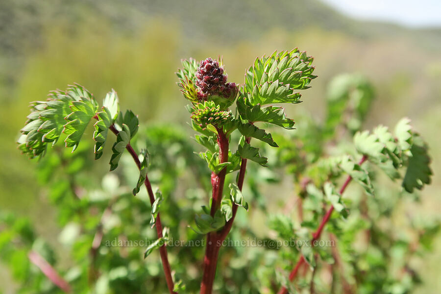 salad burnet (Poterium sanguisorba (Sanguisorba minor)) [Hulls Gulch Interpretive Trail, Ada County, Idaho]