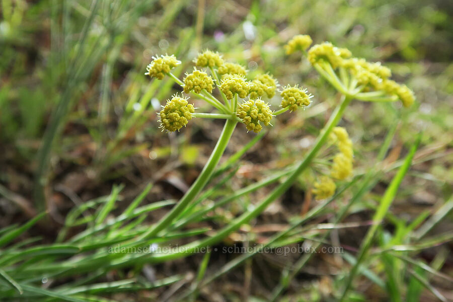 desert parsley (Lomatium sp.) [Hulls Gulch Interpretive Trail, Ada County, Idaho]