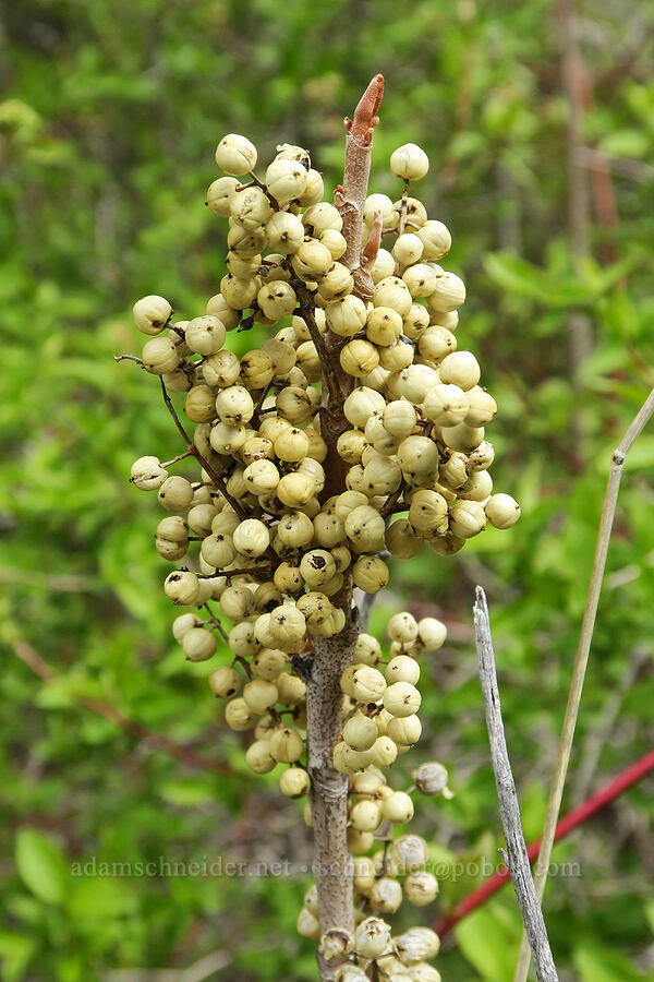 poison-ivy berries (Toxicodendron rydbergii (Rhus rydbergii)) [Hulls Gulch Interpretive Trail, Ada County, Idaho]