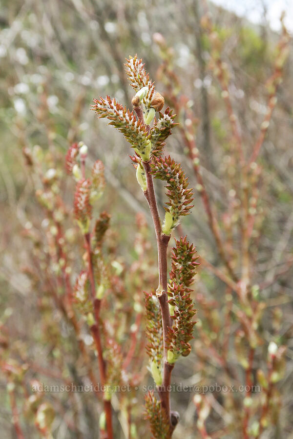 willow flowers (Salix sp.) [Hulls Gulch Interpretive Trail, Ada County, Idaho]
