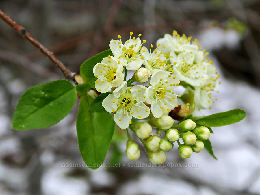 bitter cherry flowers (and snow) (Prunus emarginata) [Hulls Gulch Interpretive Trail, Ada County, Idaho]