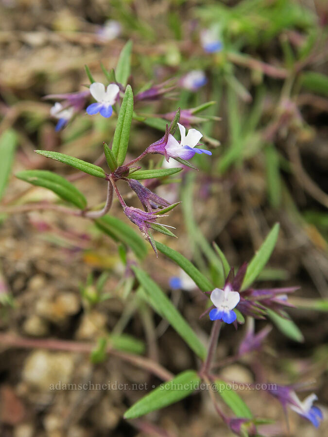 small-flowered blue-eyed-Mary (Collinsia parviflora) [Hulls Gulch Interpretive Trail, Ada County, Idaho]