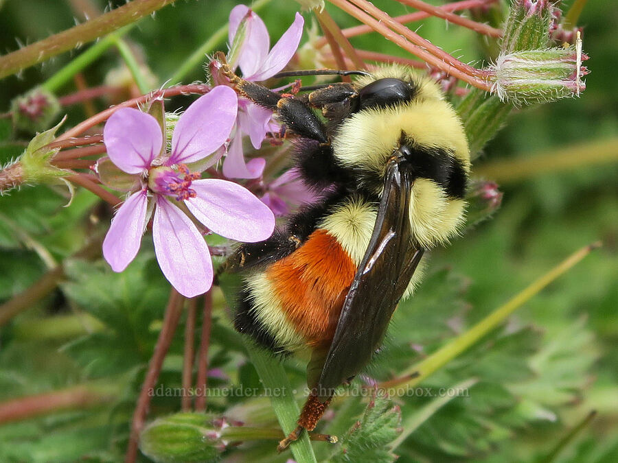 Hunt's bumblebee on filaree (Bombus huntii, Erodium cicutarium) [Hulls Gulch Interpretive Trail, Ada County, Idaho]