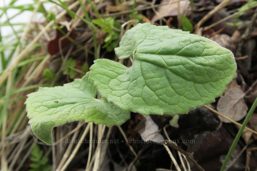 heart-leaf arnica leaves (Arnica cordifolia) [Hulls Gulch Interpretive Trail, Ada County, Idaho]