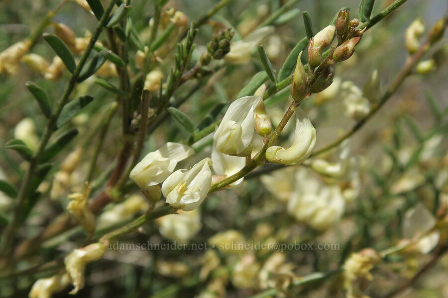 Mulford's milk-vetch (Astragalus mulfordiae) [Harrison Hollow, Boise, Ada County, Idaho]