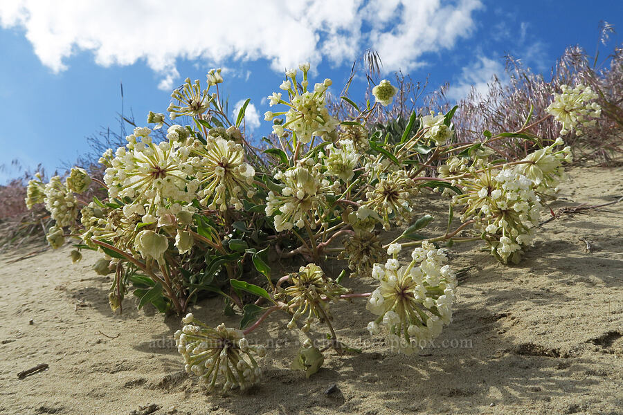 Boise sand-verbena (Abronia mellifera var. pahoveorum) [Bogus Basin Road, Ada County, Idaho]