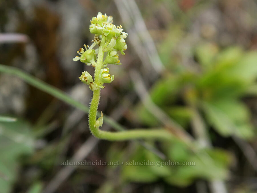 peak saxifrage (Micranthes nidifica (Saxifraga nidifica)) [Bogus Basin Road, Boise National Forest, Boise County, Idaho]