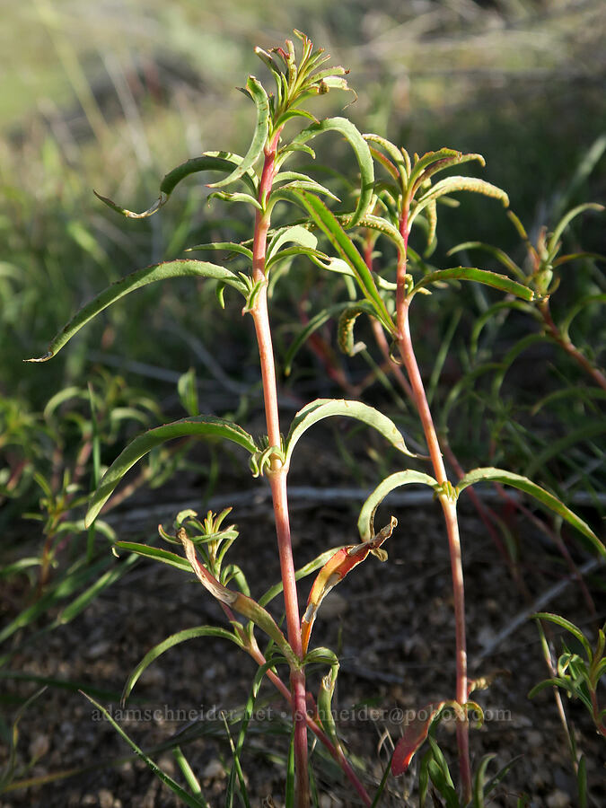 willow-herb leaves (Epilobium brachycarpum) [Polecat Gulch Reserve, Boise, Ada County, Idaho]