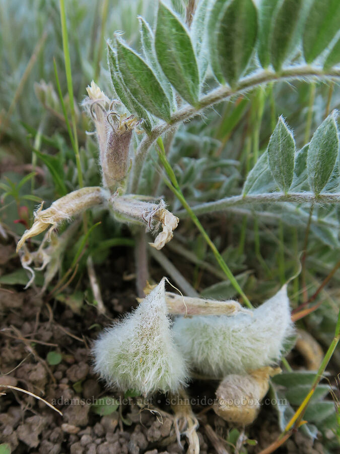 woolly-pod milk-vetch (Astragalus purshii) [Polecat Gulch Reserve, Boise, Ada County, Idaho]