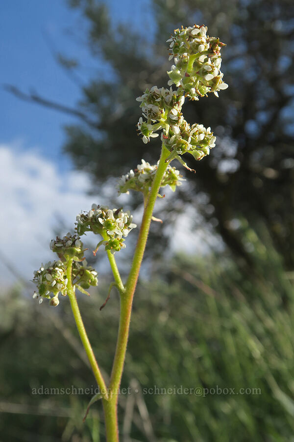 peak saxifrage (Micranthes nidifica (Saxifraga nidifica)) [Polecat Gulch Reserve, Boise, Ada County, Idaho]