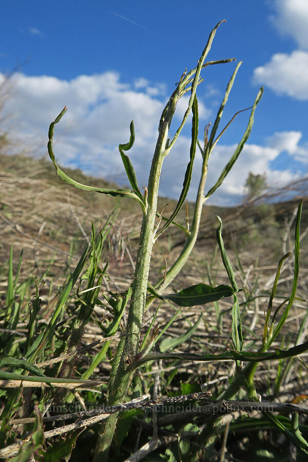 rush skeleton-weed (Chondrilla juncea) [Polecat Gulch Reserve, Boise, Ada County, Idaho]