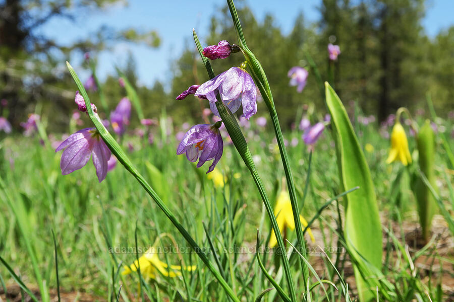grass-widows & glacier lilies (Olsynium douglasii, Erythronium grandiflorum) [Old Emigrant Hill Scenic Frontage Road, Umatilla County, Oregon]