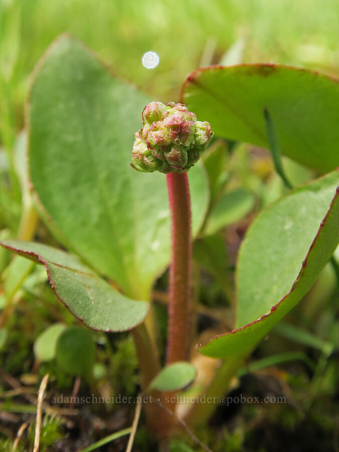 brittle-leaf saxifrage, budding (Micranthes fragosa (Saxifraga integrifolia var. claytoniifolia)) [Old Emigrant Hill Scenic Frontage Road, Umatilla County, Oregon]