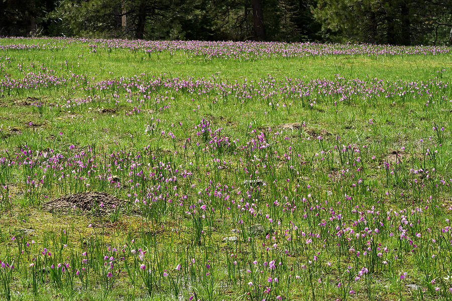 grass-widows (Olsynium douglasii) [Old Emigrant Hill Scenic Frontage Road, Umatilla County, Oregon]