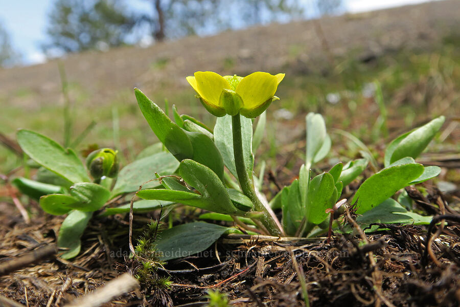 sagebrush buttercup (Ranunculus glaberrimus) [Old Emigrant Hill Scenic Frontage Road, Umatilla County, Oregon]