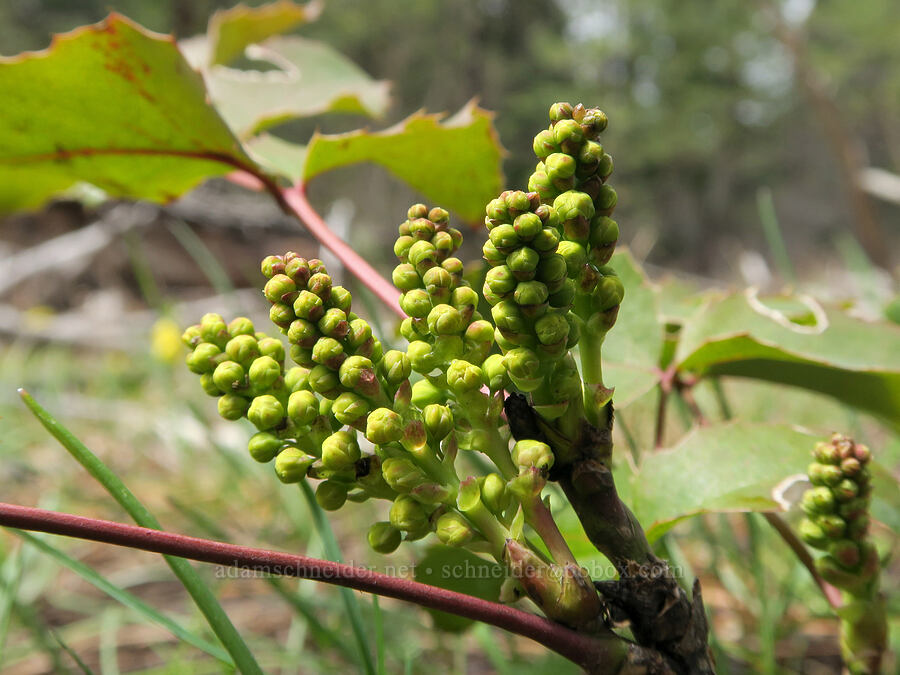 creeping Oregon-grape,budding (Mahonia repens (Berberis repens)) [Old Emigrant Hill Scenic Frontage Road, Umatilla County, Oregon]