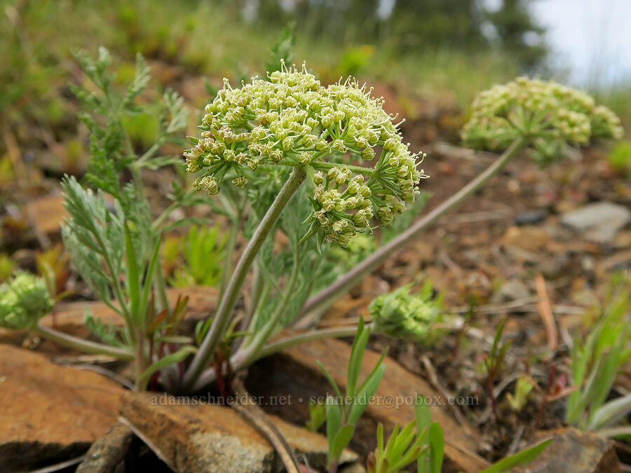 big-seed biscuitroot (Lomatium macrocarpum) [Emigrant Springs State Heritage Area, Umatilla County, Oregon]