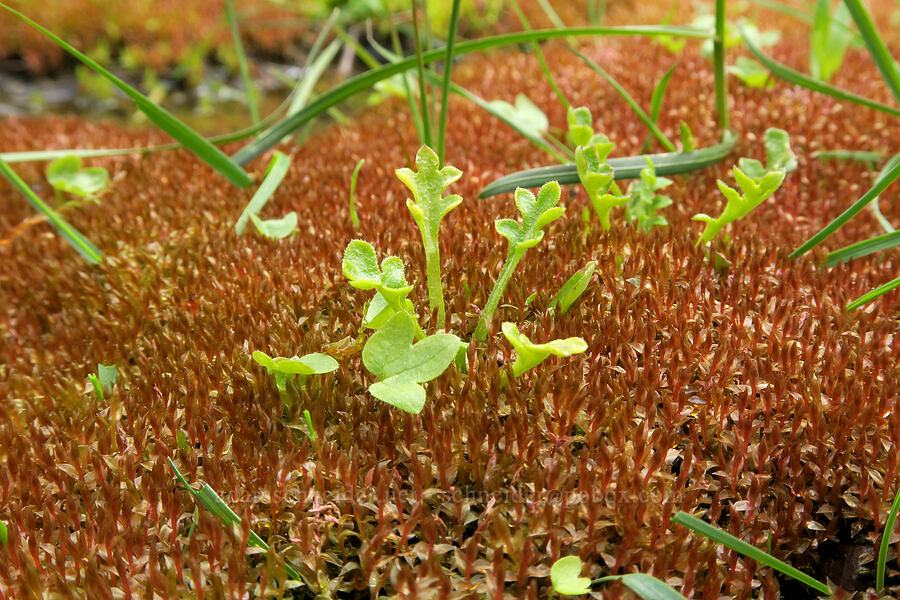 green leaves & red moss [Emigrant Springs State Heritage Area, Umatilla County, Oregon]