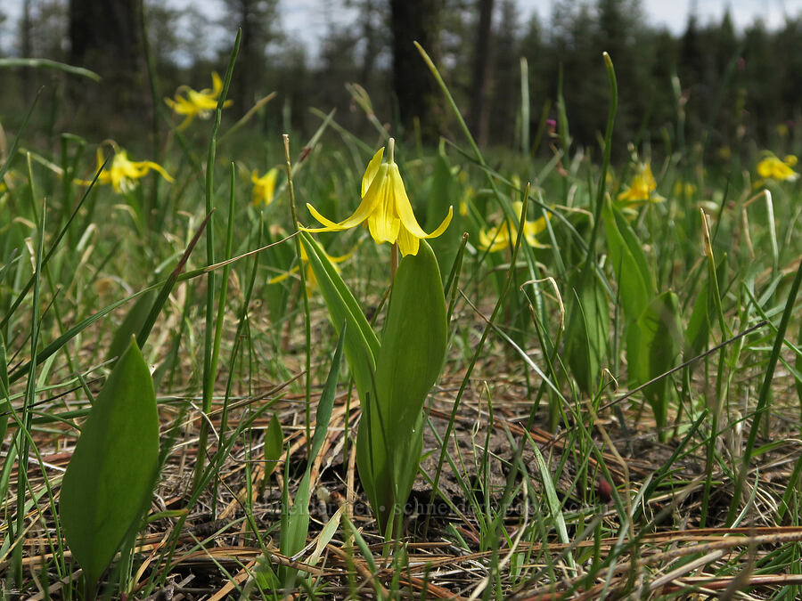 glacier lilies (Erythronium grandiflorum) [Old Emigrant Road, Umatilla County, Oregon]
